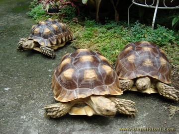 sulcata group