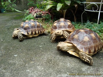 sulcata group