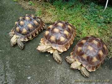 sulcata group