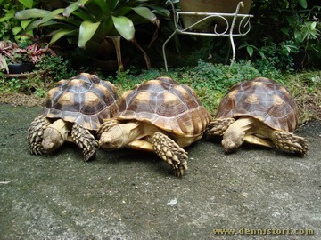 sulcata group