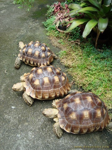 sulcata group