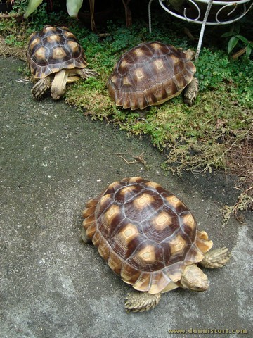 sulcata group