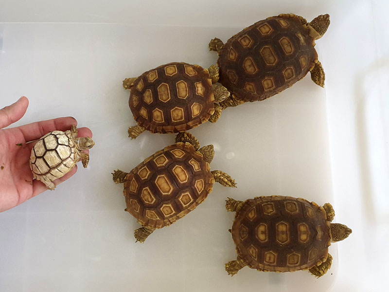 Available Tortoises in the Philippines